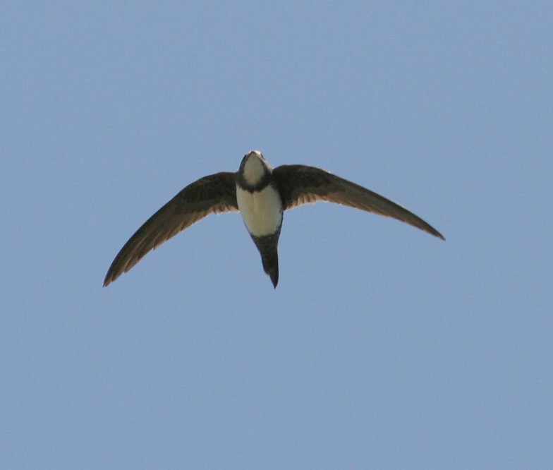 Alpine Swift - ML205949871