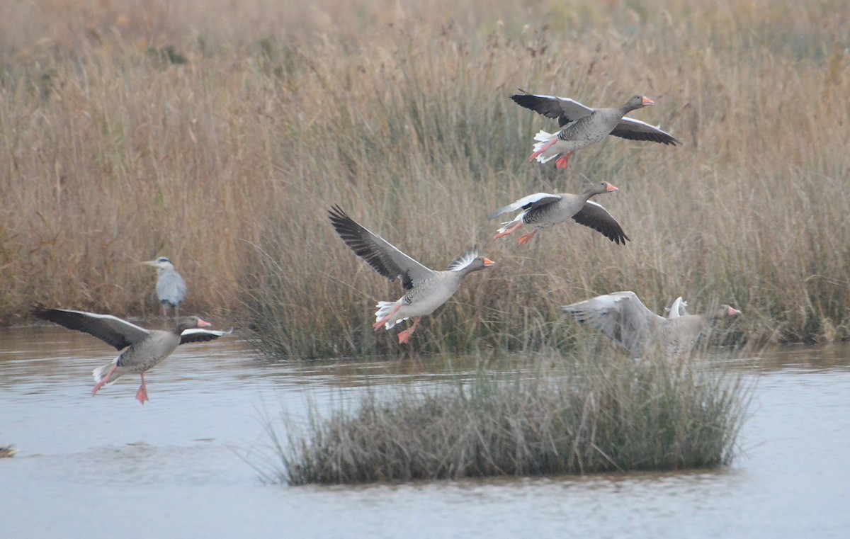 Graylag Goose - ML205949931