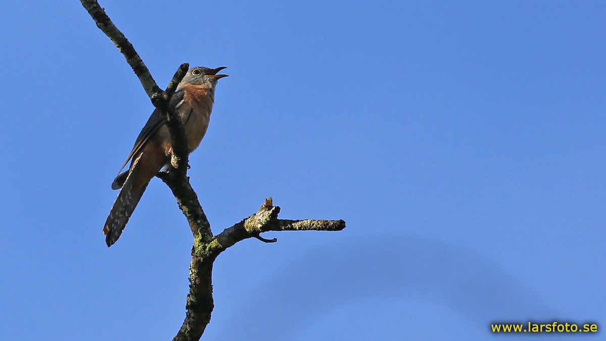 Cuco Varioloso (sepulcralis/everetti) - ML205950491