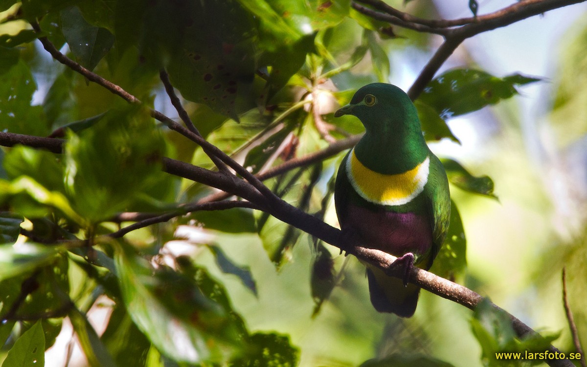 Geelvink Fruit-Dove - ML205950521