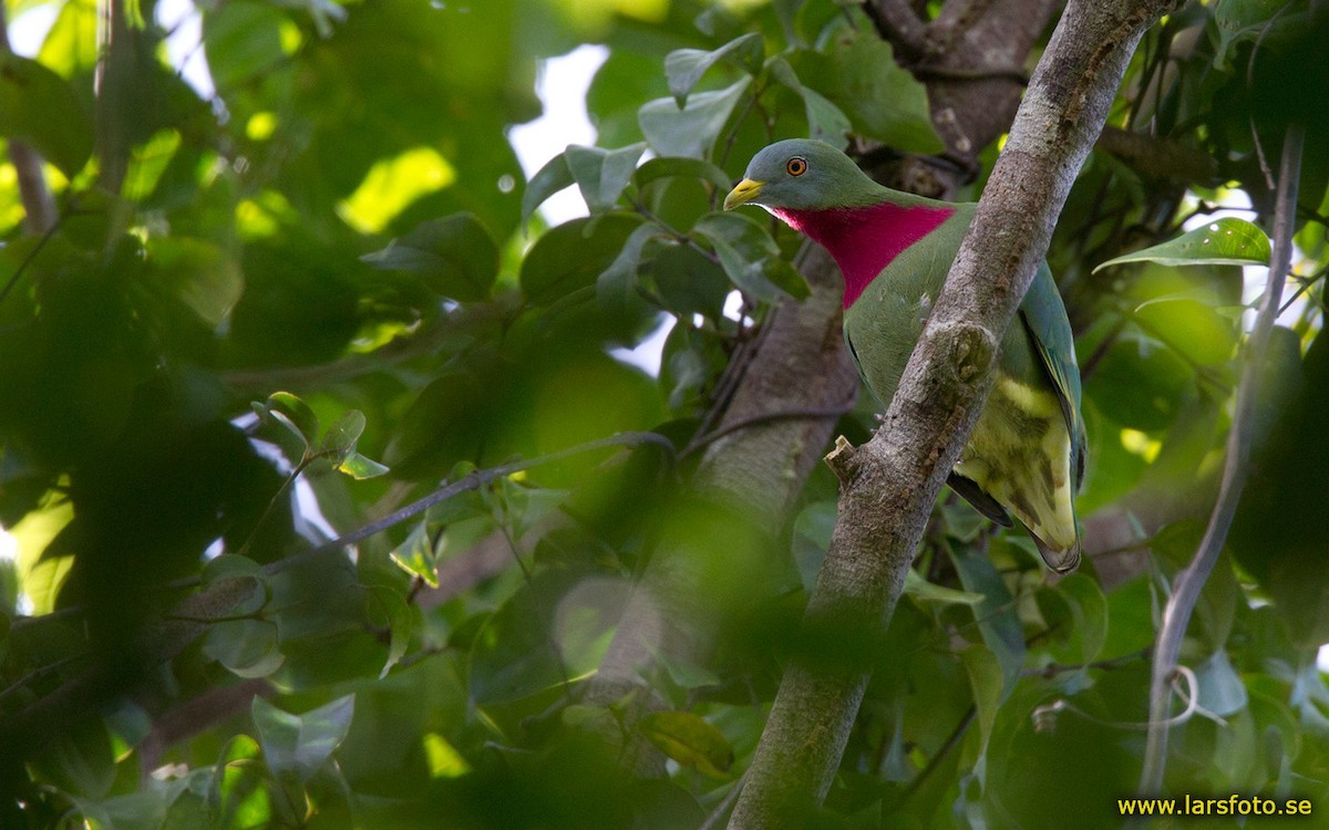 Claret-breasted Fruit-Dove - Lars Petersson | My World of Bird Photography