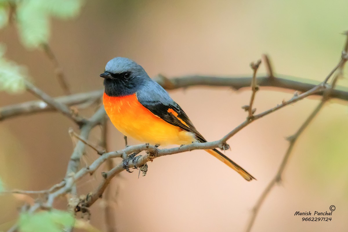 Small Minivet - ML205950851