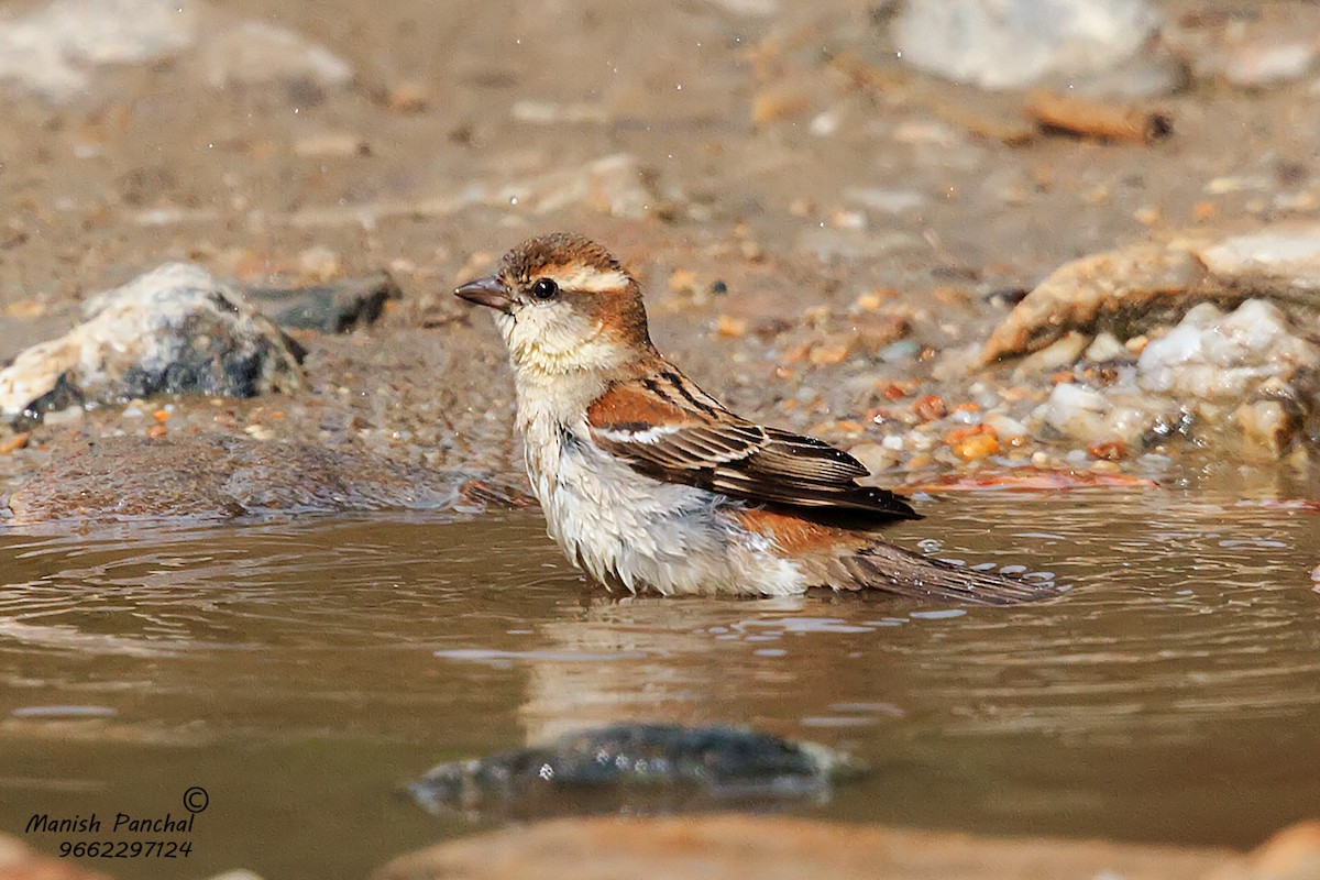 Russet Sparrow - ML205951021