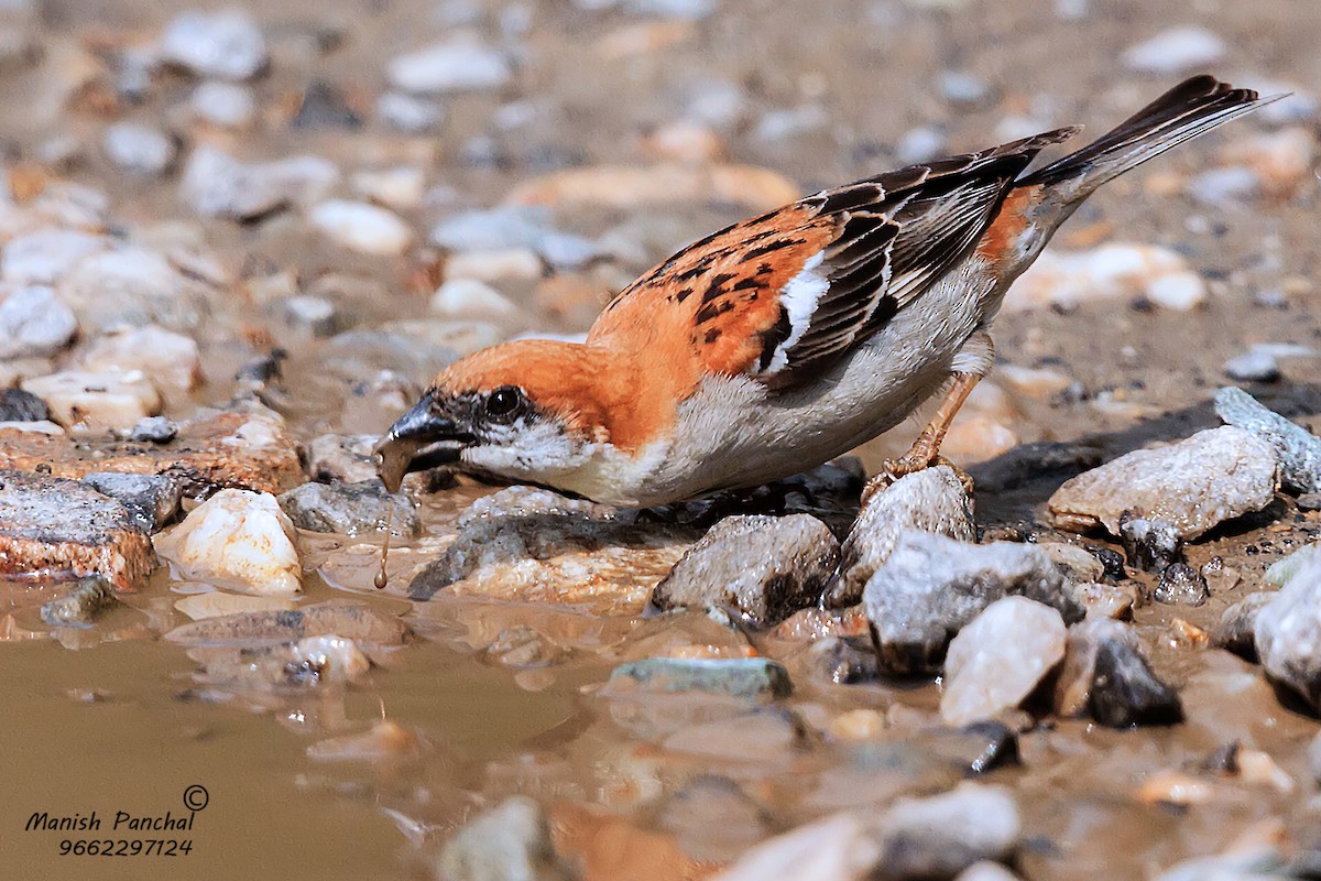 Russet Sparrow - ML205951031