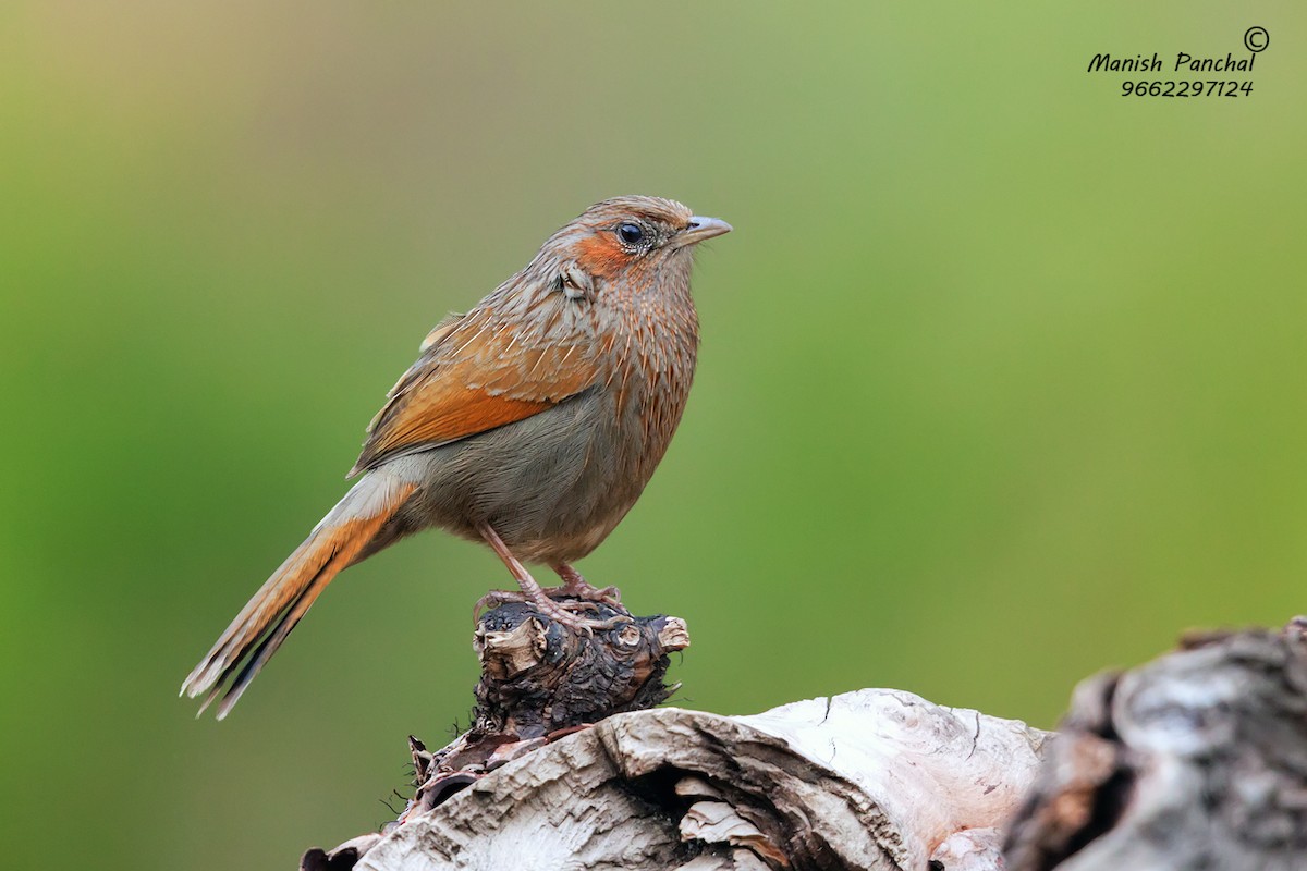 Streaked Laughingthrush - ML205951091