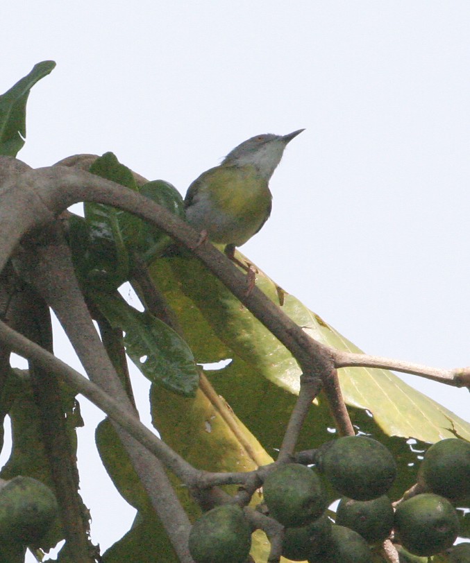 Yellow-breasted Apalis (Yellow-breasted) - ML205951371