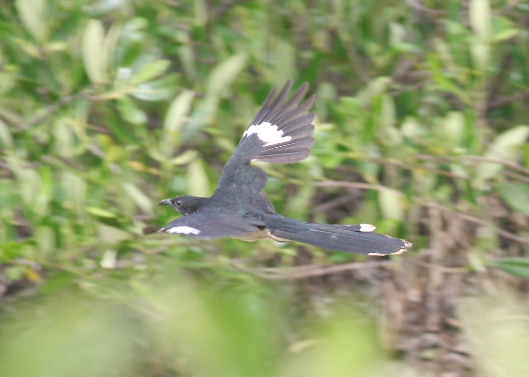 Levaillant's Cuckoo - Juan José  Bazan Hiraldo