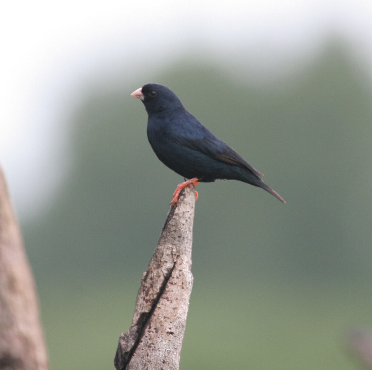 Village Indigobird - Juan José  Bazan Hiraldo