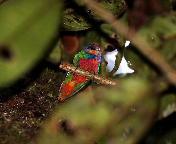 Red-breasted Pygmy-Parrot - ML205952381