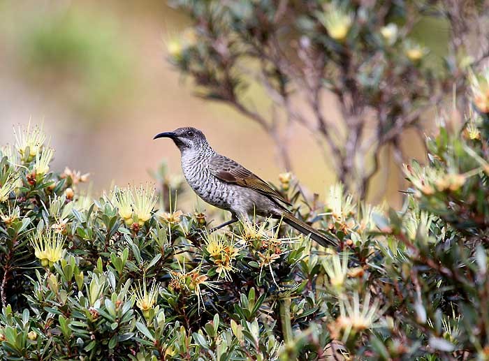 Barred Honeyeater - ML205952401