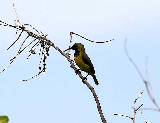 Apricot-breasted Sunbird - ML205952421