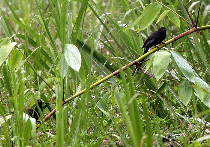 Lesser Black Coucal - ML205952481