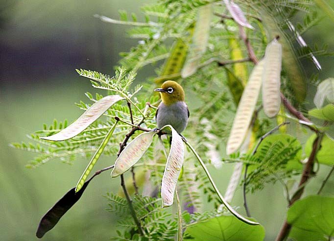 Ashy-bellied White-eye - ML205952511