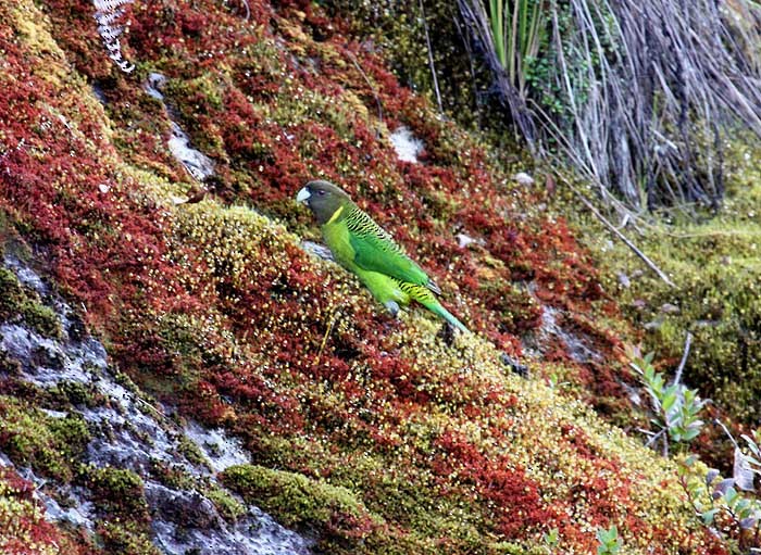 Painted Tiger-Parrot (Snow Mountains) - ML205952541