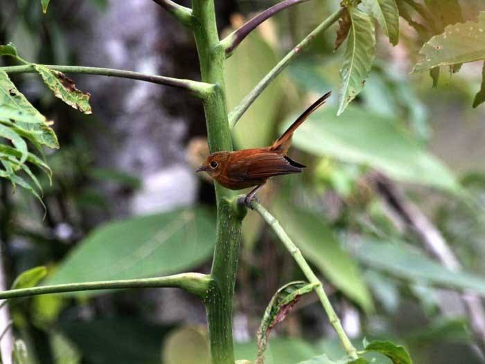 Black Fantail - Mehd Halaouate