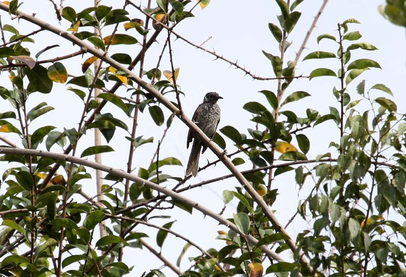 Marbled Honeyeater - ML205952631