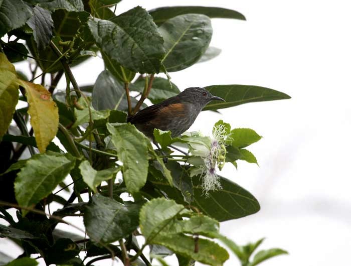 Rufous-sided Honeyeater - ML205952681