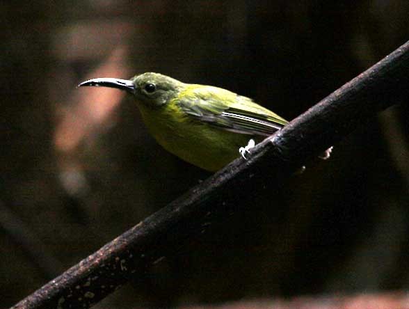 Slaty-chinned Longbill - ML205952691