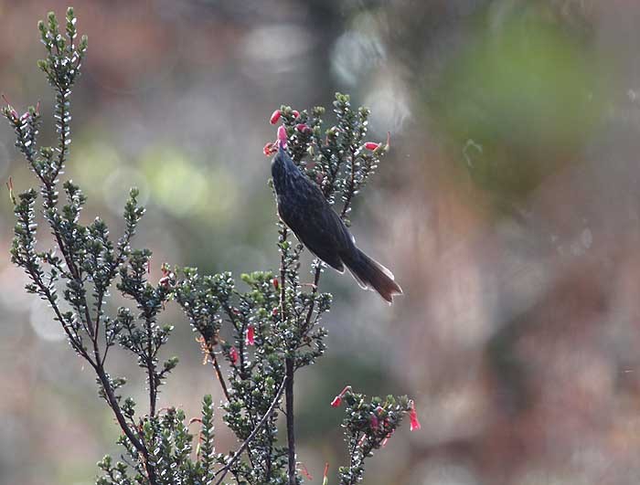 Gray-streaked Honeyeater - ML205952831