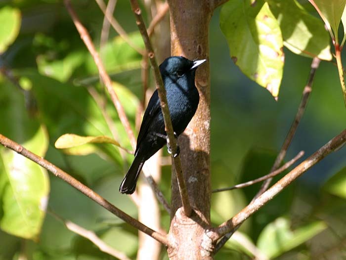 Biak Flycatcher - ML205952871