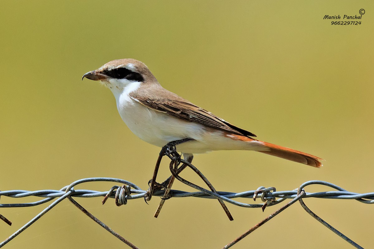 Red-tailed Shrike - ML205952981