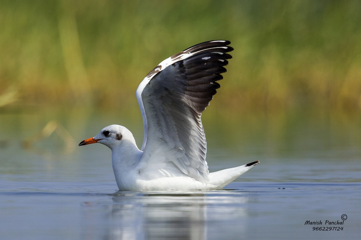 Black-headed Gull - Manish Panchal