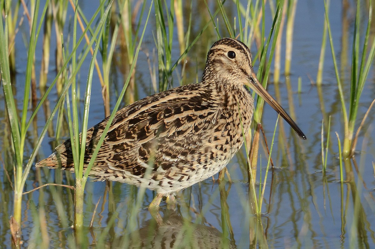 Great Snipe - ML205953941