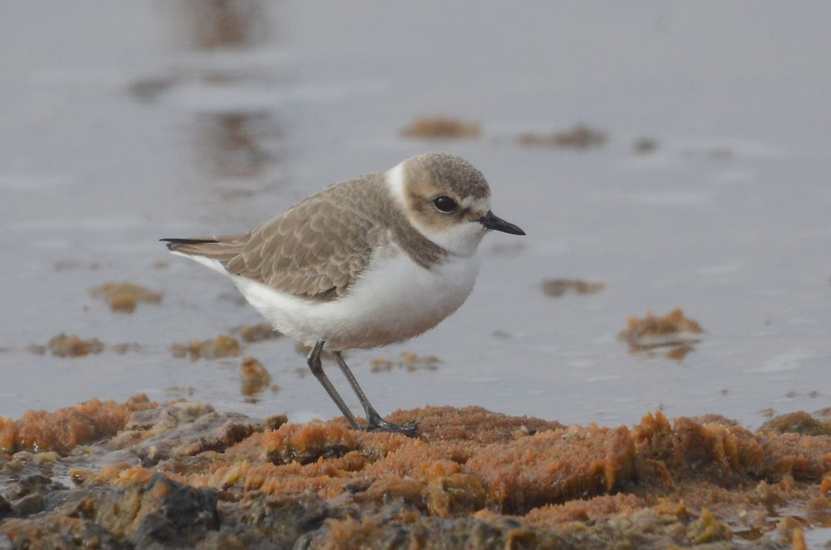 Kentish Plover (Kentish) - ML205954151