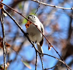 Blue-gray Gnatcatcher - Angie Trumbo