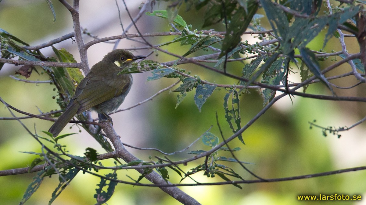 Mountain Honeyeater - Lars Petersson | My World of Bird Photography