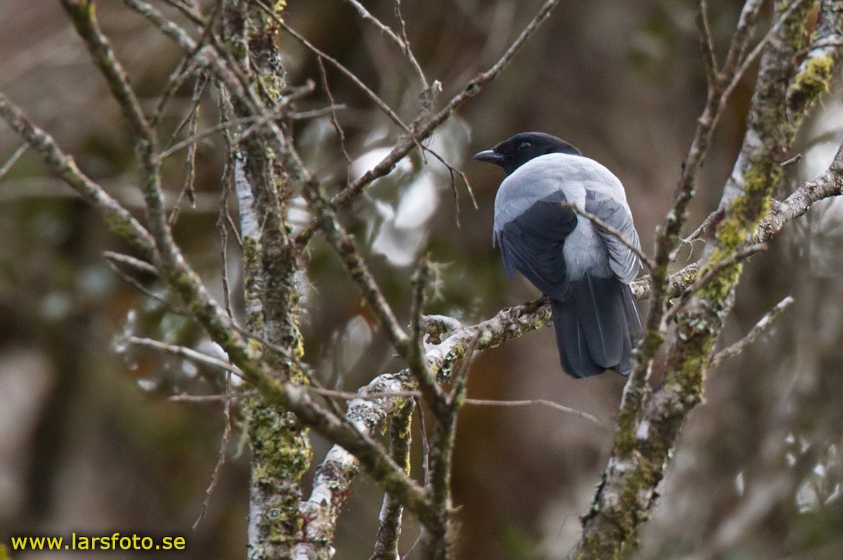 Hooded Cuckooshrike - ML205954881