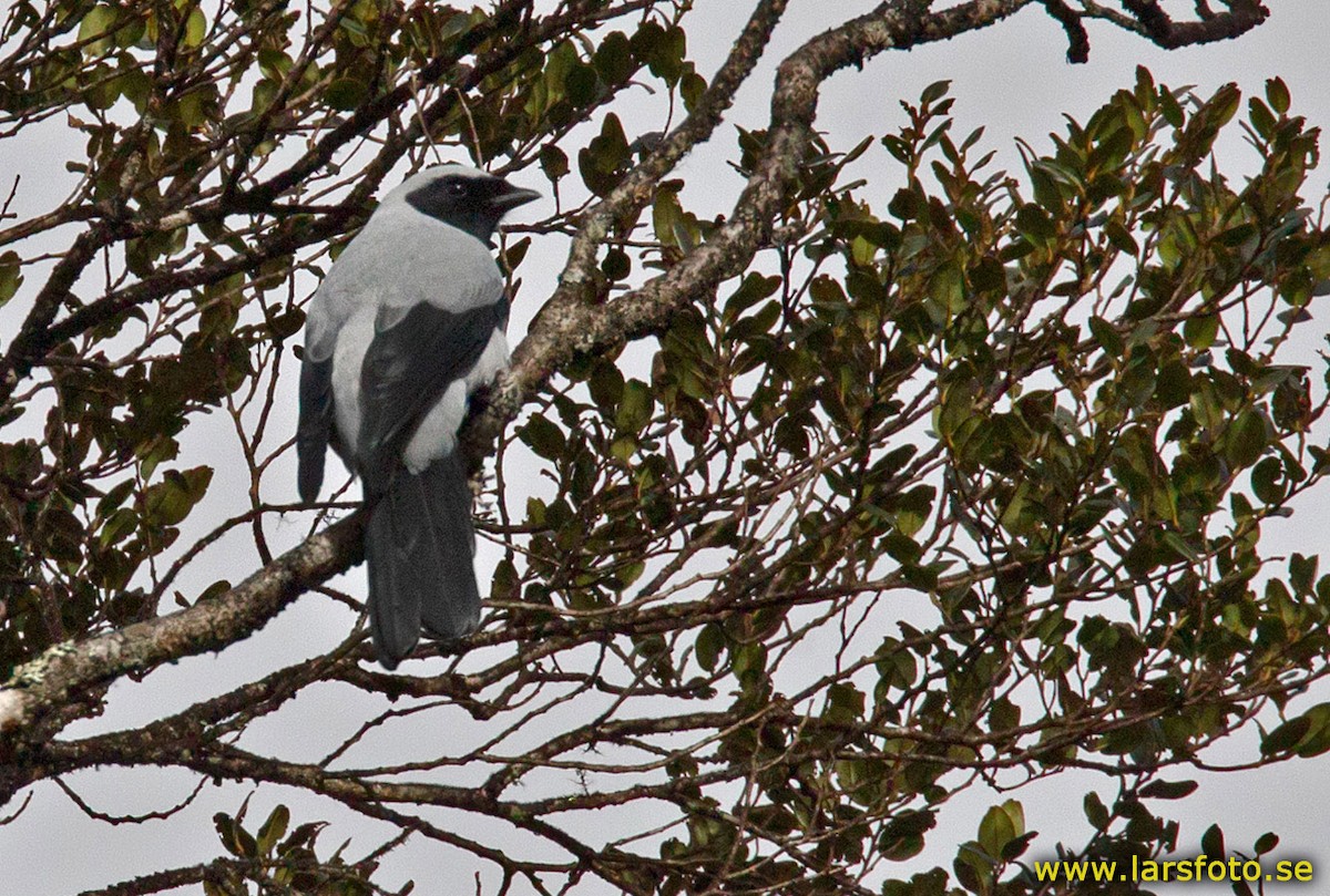 Oruguero Encapuchado - ML205954901