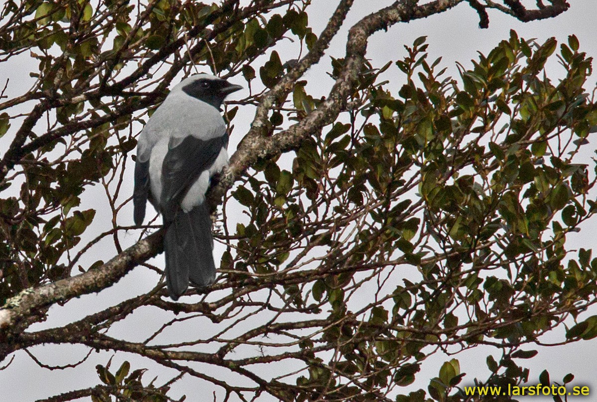 Hooded Cuckooshrike - ML205954901