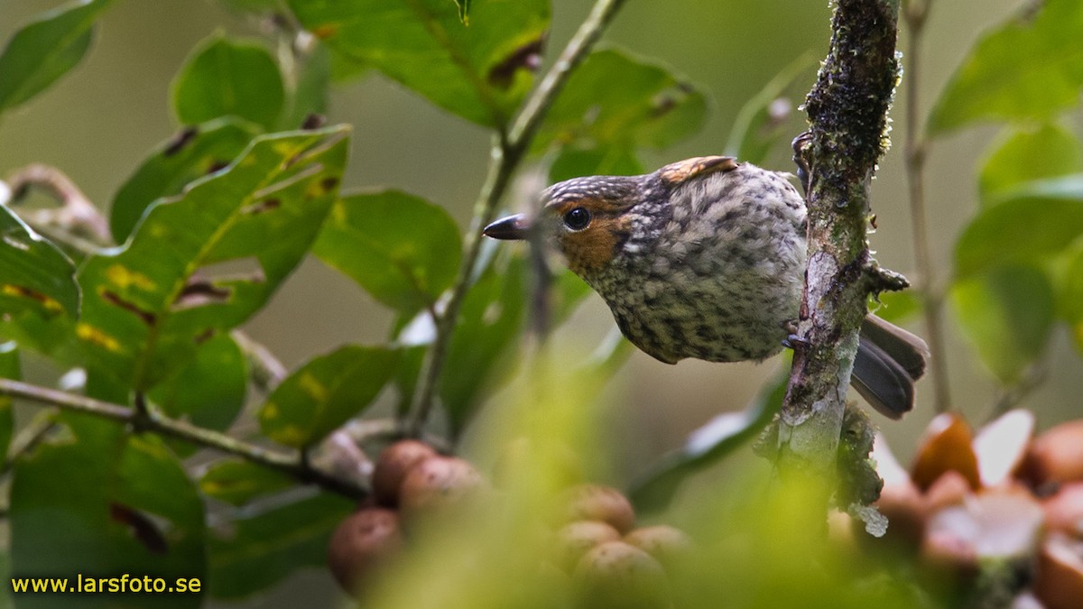 Mottled Berryhunter - Lars Petersson | My World of Bird Photography