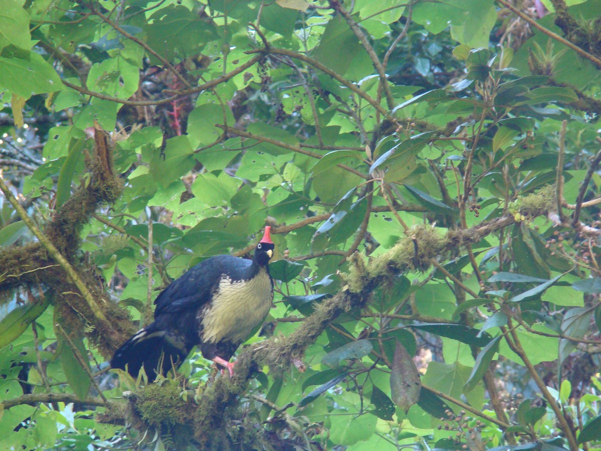 Horned Guan - Hector Ceballos-Lascurain