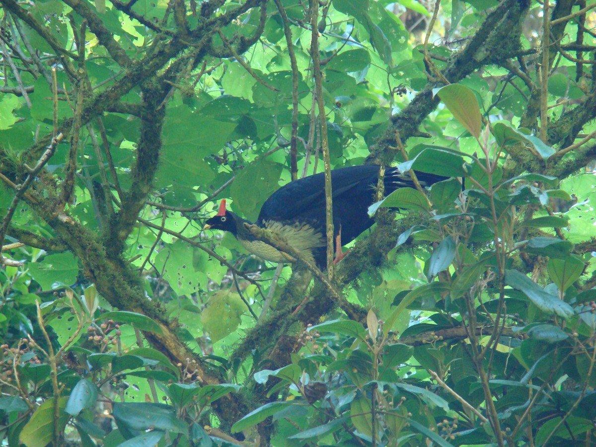 Horned Guan - ML205955081