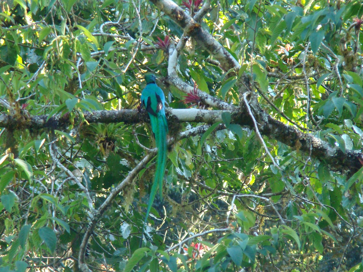 Resplendent Quetzal (Guatemalan) - ML205955111