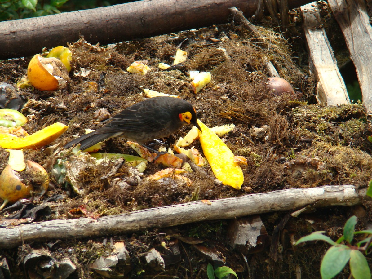 Smoky Honeyeater - ML205955201