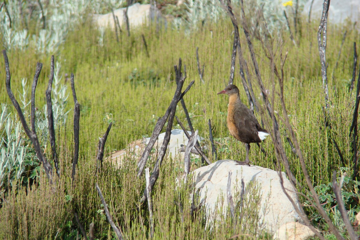 Rouget's Rail - Hector Ceballos-Lascurain