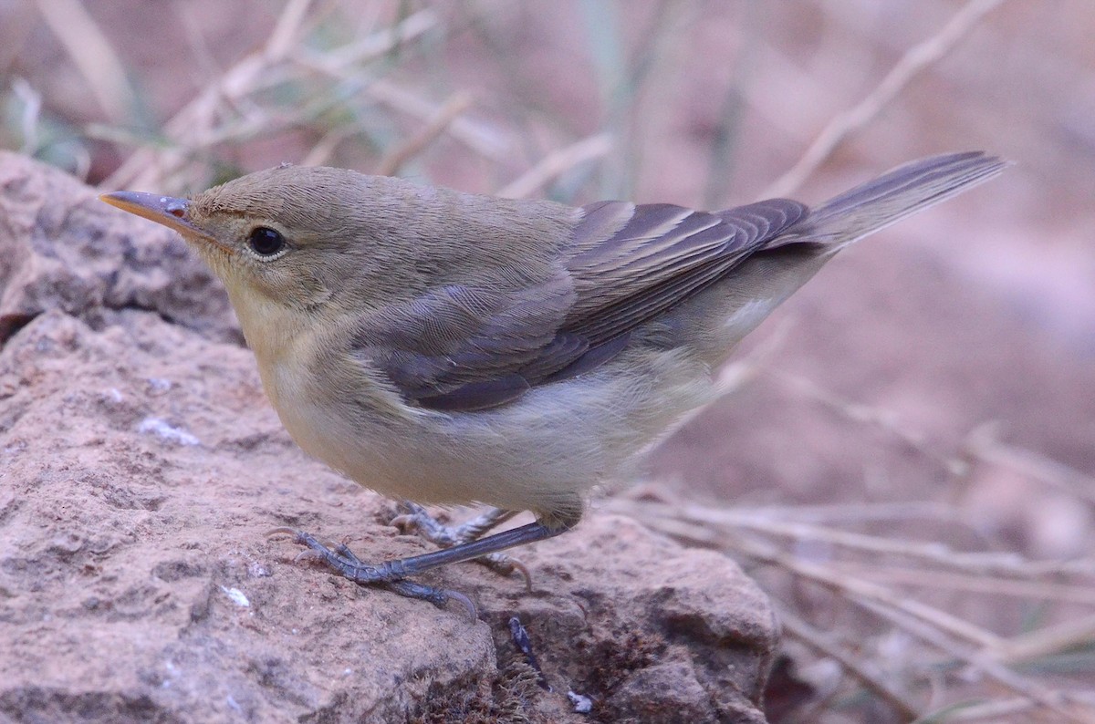 Melodious Warbler - Juan José  Bazan Hiraldo