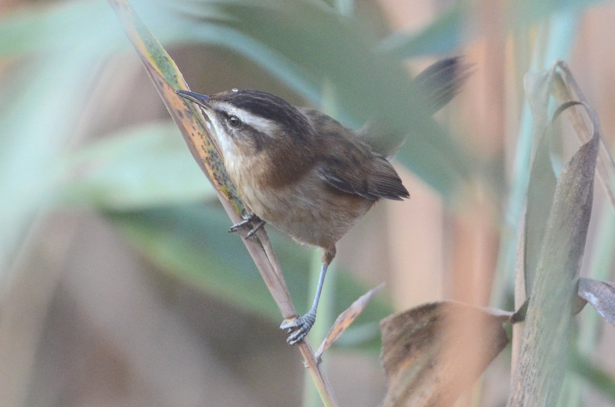 Moustached Warbler - ML205955721