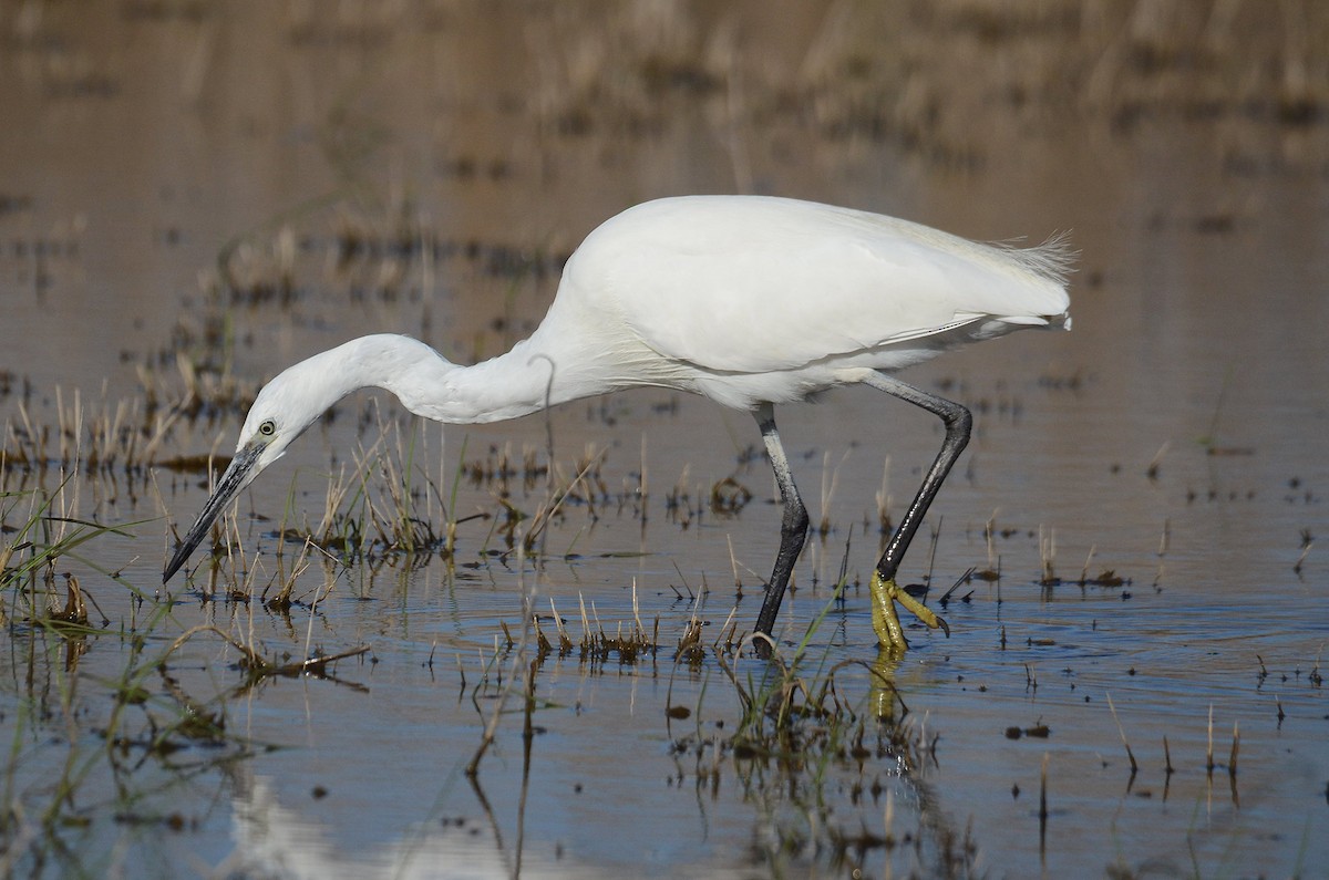 Little Egret (Western) - Juan José  Bazan Hiraldo