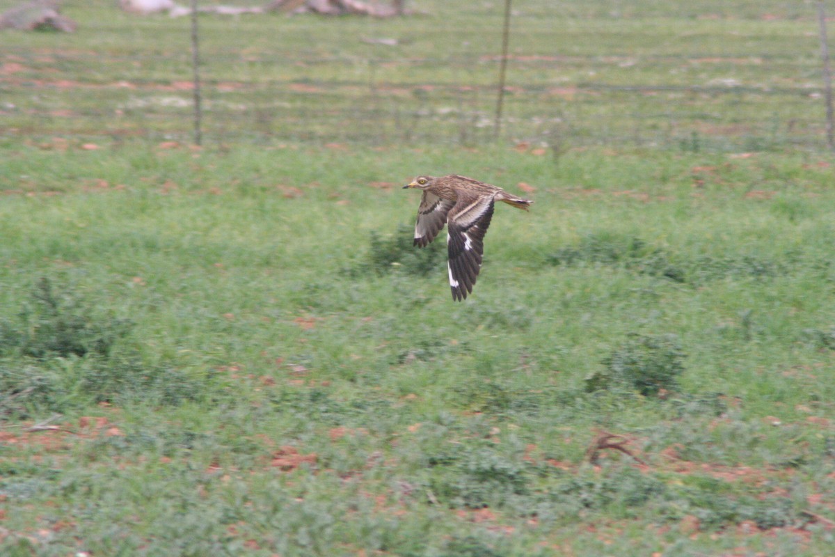 Eurasian Thick-knee - ML205955901