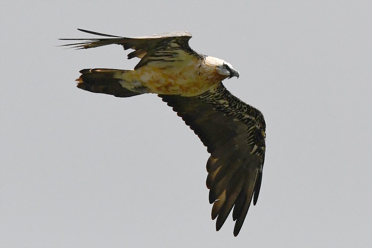 Bearded Vulture (Eurasian) - ML205956241