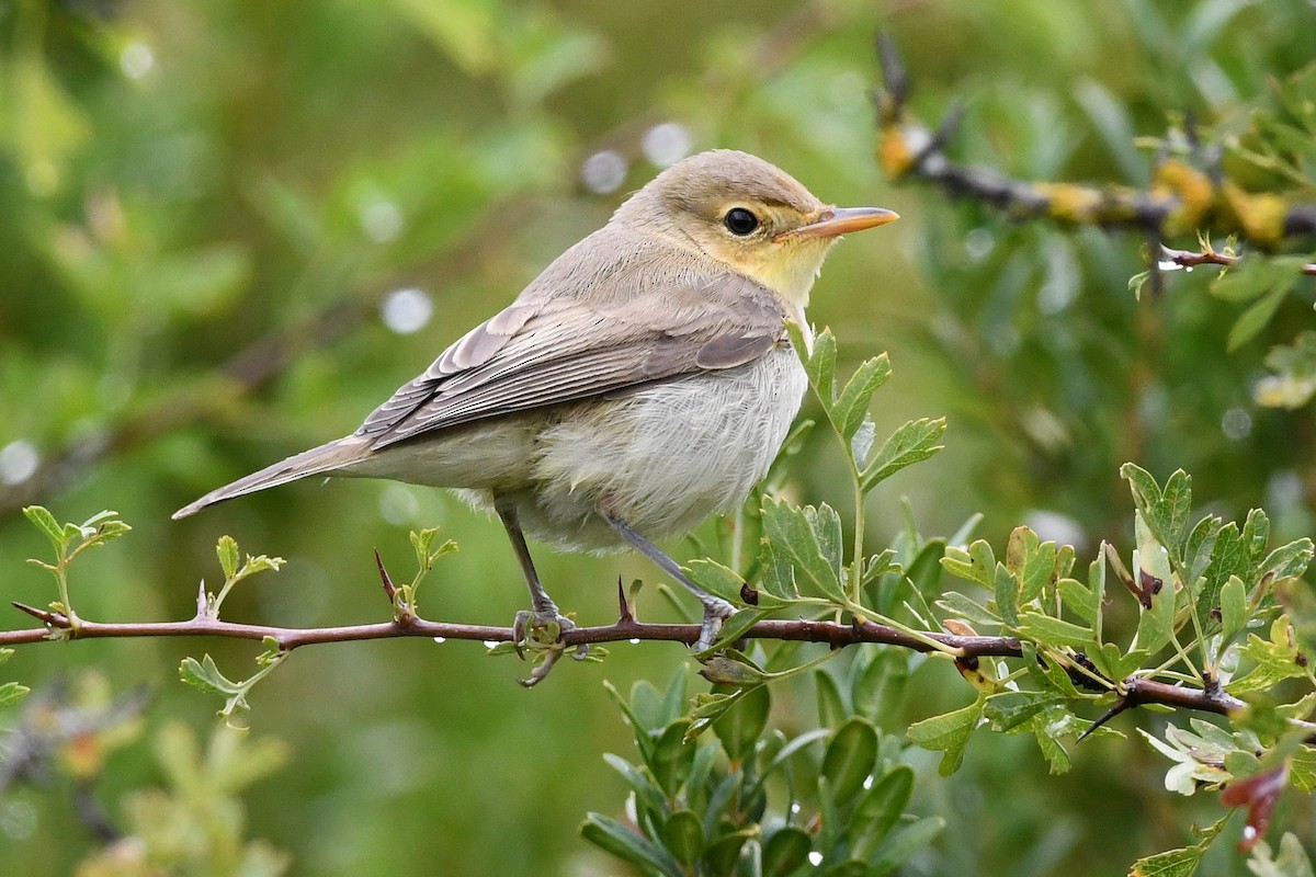 Melodious Warbler - ML205956301
