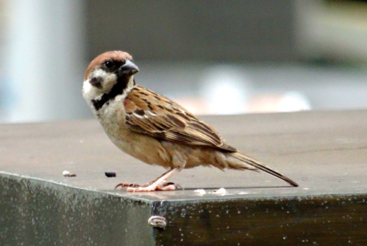 Eurasian Tree Sparrow - Angie Trumbo