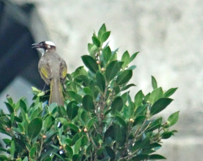 Light-vented Bulbul - Angie Trumbo