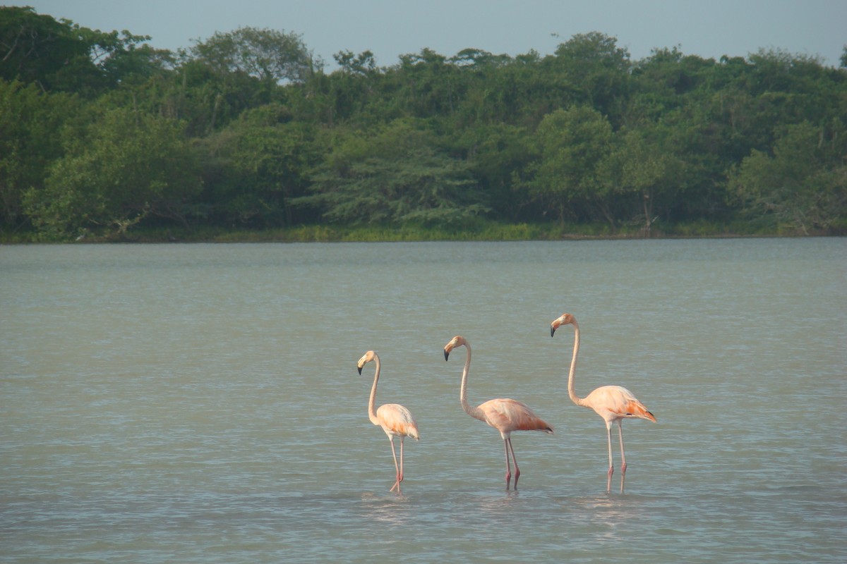 Amerika Flamingosu - ML205957121