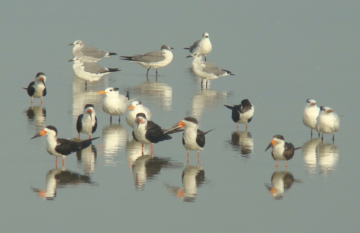 Black Skimmer - ML205957131