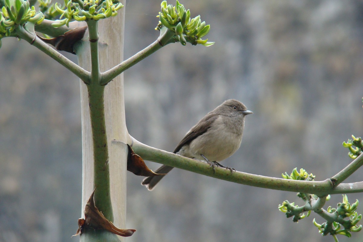 Bozca Drongo Sinekkapanı - ML205957551